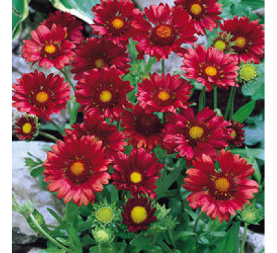 Гайлардія гібридна Бургунді (Gaillardia  hybrida Burgundy)